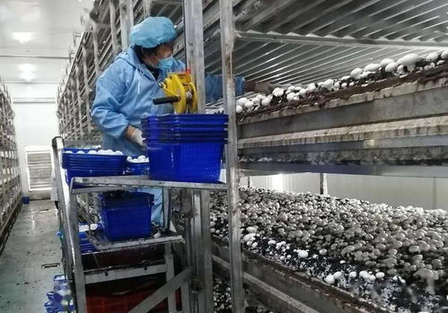 雙循環賦能企業技術開發 構筑高質量發展的“雙核”引擎